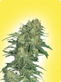 cannabis seeds Feminized Afghan Outdoor