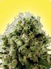 cannabis seeds Feminized Chrystal