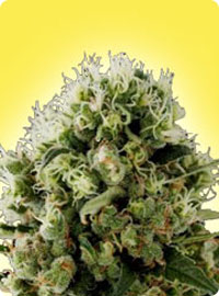 cannabis seeds Feminized Chrystal