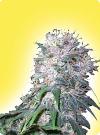 cannabis seeds Feminized Hollands Hope