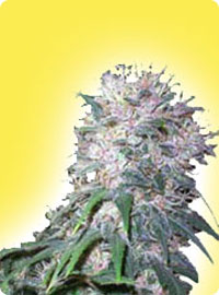 cannabis seeds Feminized Hollands Hope