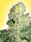 graine cannabis Aurora Indica femelle