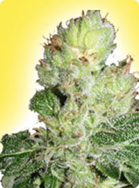 Feminized Aurora Indica