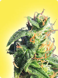 graine cannabis Bubblelicious femelle