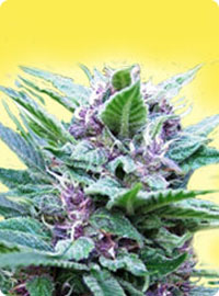 cannabis seeds Feminized Top 44