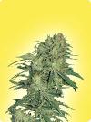 cannabis seeds Feminized Afghan