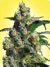 cannabis seeds Feminized Northern Light x Shiva