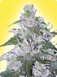 Feminisierte White Rhino