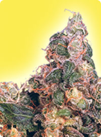 Feminized Blue Mystic