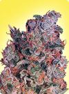 cannabis seeds Feminized Misty