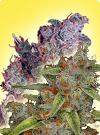 cannabis seeds Feminized cannabis seeds mix