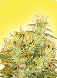 cannabis seeds Feminized Papaya