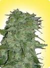 cannabis seeds Feminized Early Special