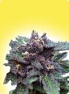 cannabis seeds Feminized Durban Poison