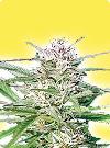 cannabis seeds Feminized Early Bud