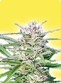 graine cannabis Early Bud femelle