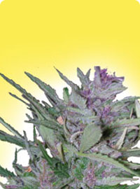 graine cannabis Early Misty femelle