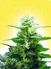 cannabis seeds Feminized Citral