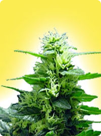 graine cannabis Feminized Citral