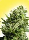 cannabis seeds Feminized Four Way Specials