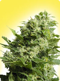 cannabis seeds Feminized Four Way Specials