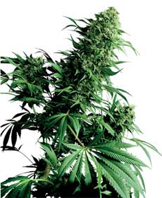 graine cannabis shiva shanti  10   indoor