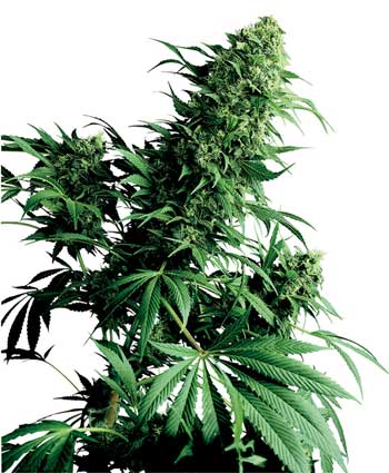 graine cannabis shiva shanti  10   indoor