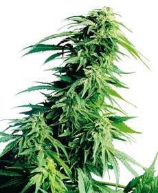 graine cannabis hindu kush  10  indoor