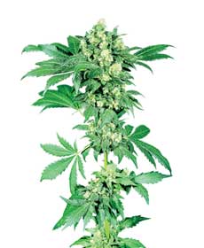 cannabis seeds afghani #1   indoor