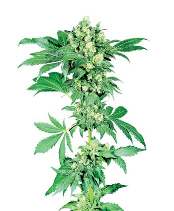 cannabis seeds afghani #1   indoor