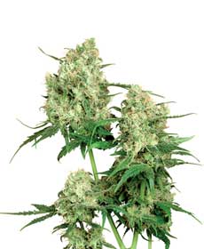 cannabis seeds maple leaf indica  10  indoor