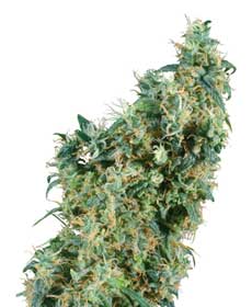 cannabis seeds first lady   indoor