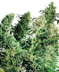 cannabis seeds indoor mix  25  indoor