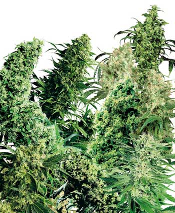 cannabis seeds indoor mix  25  indoor