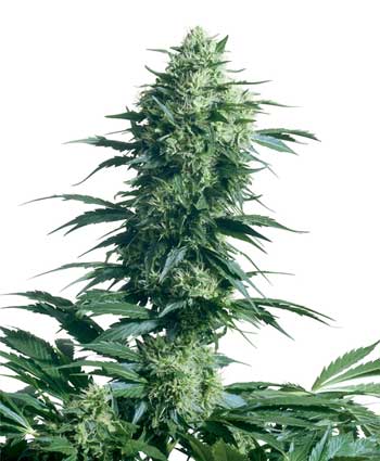 graine cannabis mothers finest  10  indoor