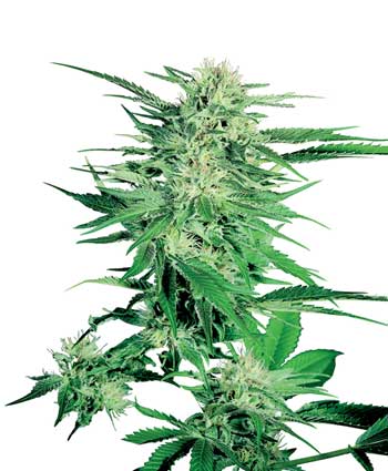 graine cannabis big bud  10  indoor