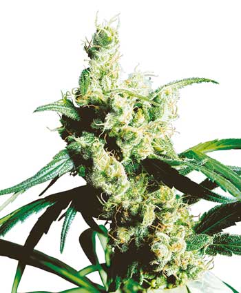 cannabis seeds silver haze  10  indoor