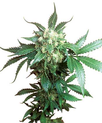 cannabis seeds black domina  10  indoor