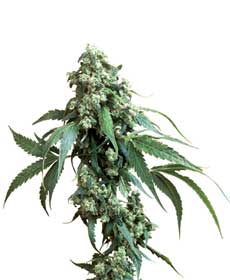 graine cannabis jack flash  10 indoor