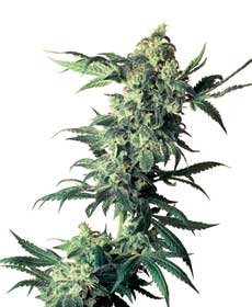 cannabis seeds northern lights  10  indoor