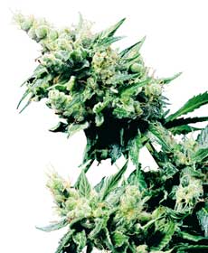 graine cannabis hash plant  10  indoor