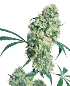 graine cannabis ed rosenthal super bud  10 indoor