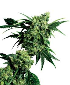 cannabis seeds mr. nice g13 x hashplant  10  indoor