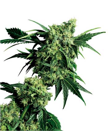 cannabis seeds mr. nice g13 x hashplant  10  indoor