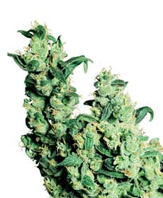 cannabis seeds jack herer  10  indoor