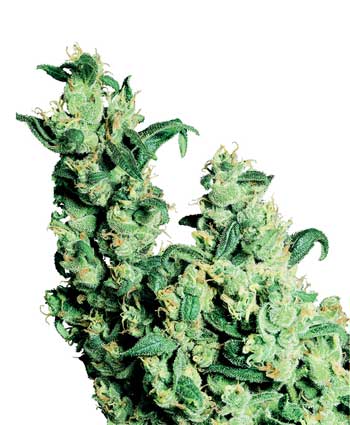 graine cannabis jack herer  10  indoor