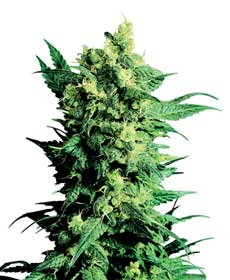 graine cannabis shiva shanti ii  10  indoor/greenhouse