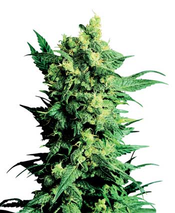 graine cannabis shiva shanti ii  10  indoor/greenhouse