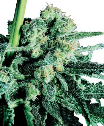 cannabis seeds sensi skunk  10  indoor/greenhouse