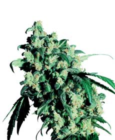 cannabis seeds super skunk  10 indoor/greenhouse